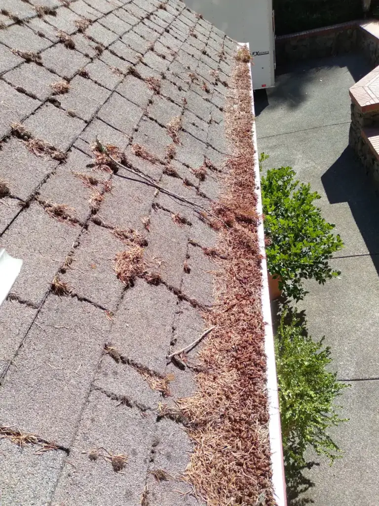 Gutter lined with leaves and needles along a shingle roof next to a walkway