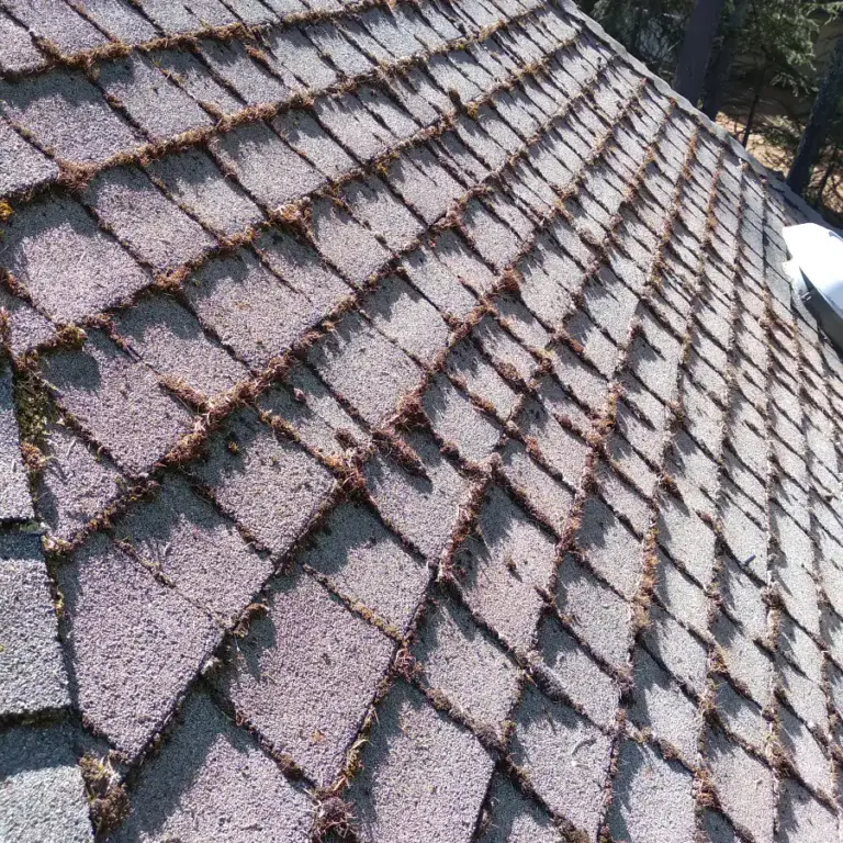 Rows of moss growing along the edges of asphalt shingles