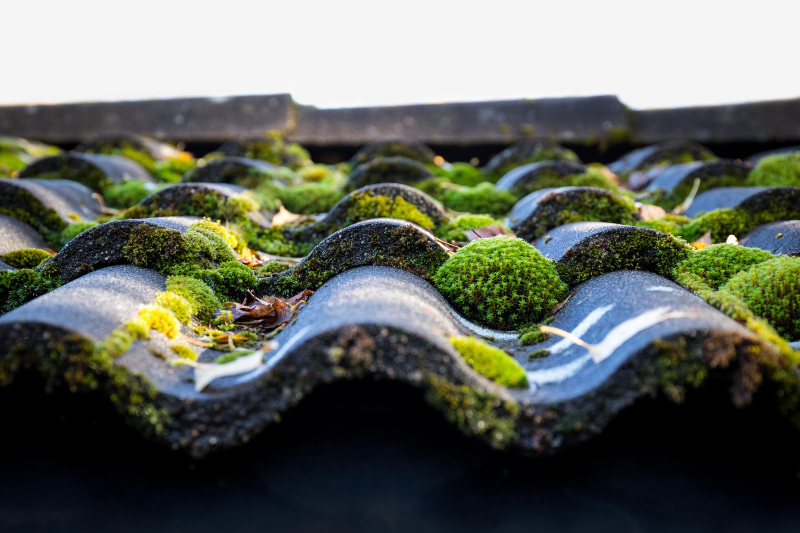Moss